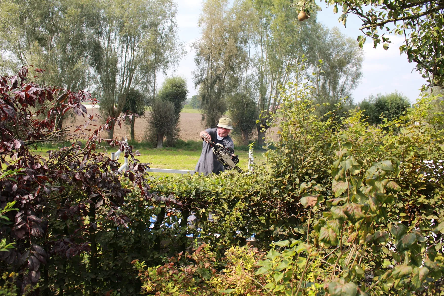Snoeien van bomen