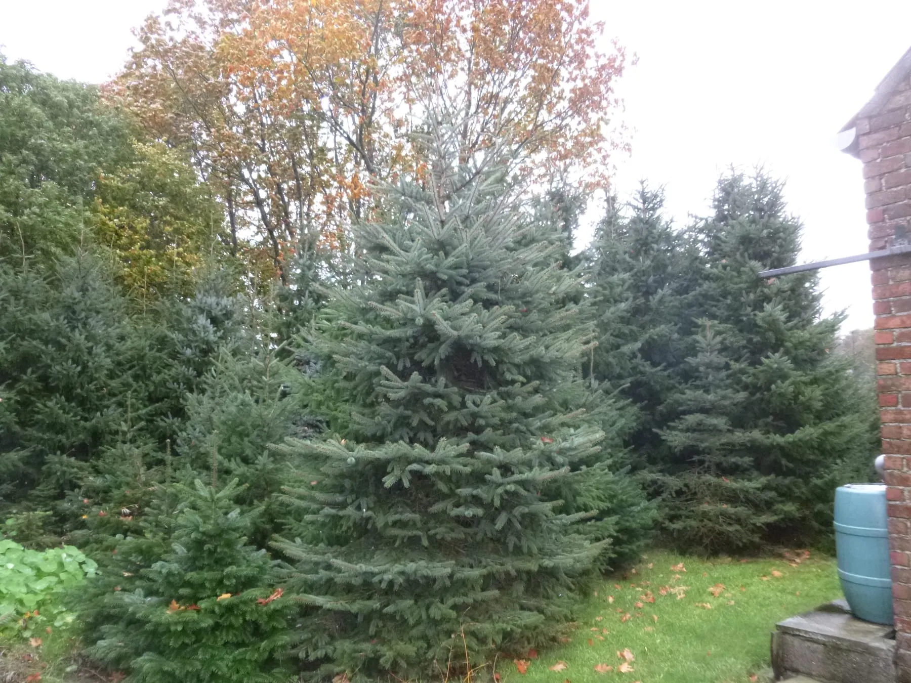 Kerstbomen en chrysanten